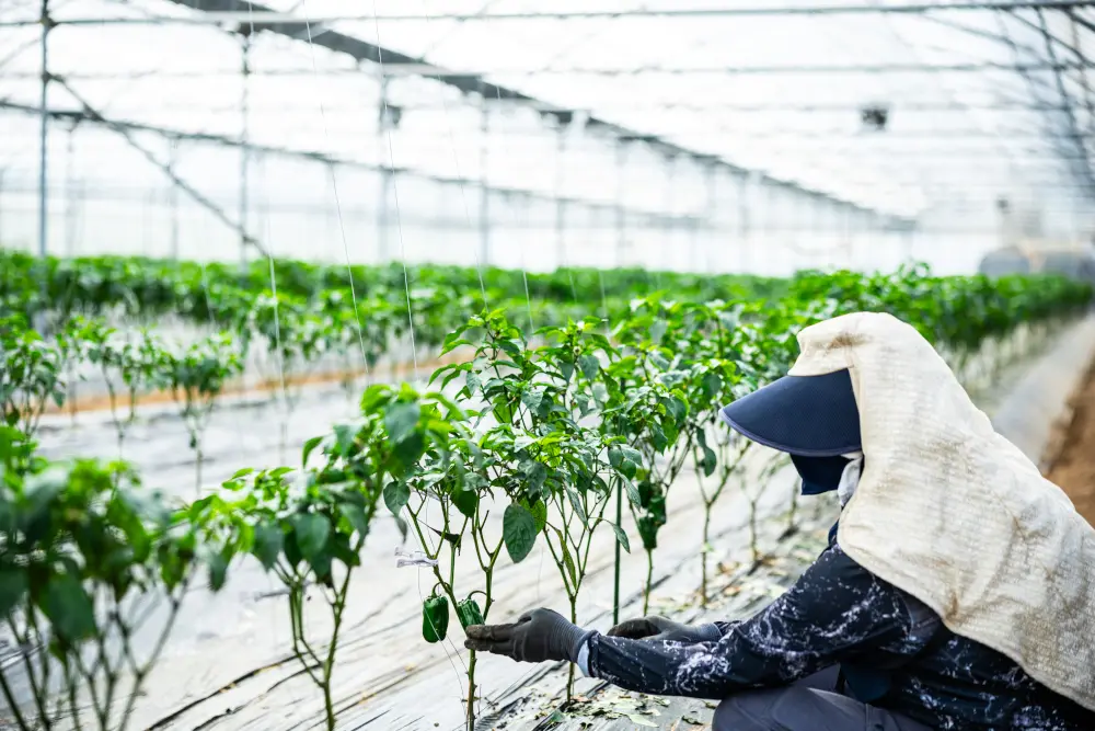 アガペファーム画像1